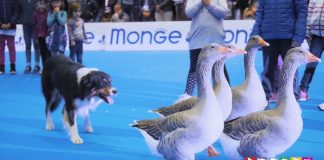 Petsfstival, la nona edizione si chiude con un grande successo e rafforza la partnership con CremonaFiere in vista del 2023 Petsfstival, la nona edizione si chiude con un grande successo e rafforza la partnership con CremonaFiere in vista del 2023