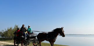 Carrozza trainata da cavalli lungo il Parco del Delta di Marina Romea fino al mare e a Roma al campionato italiano FITREC