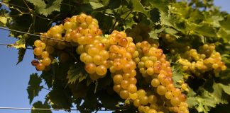 Vino, Consorzio Asti Docg: una vendemmia inaspettata