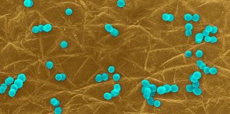 Ecdc: in Ue 100 morti al giorno per batteri resistenti ad antibiotici