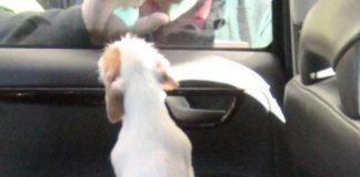Firenze, lascia il cane in auto sigillata e va a cena fuori: denunciata