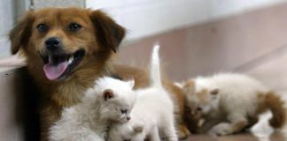 A Roma ci sarà il primo ospedale veterinario pubblico