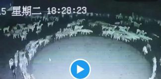Le pecore che non si fermano mai, il mistero in Cina – Video