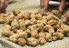 Raccolta e commercio del tartufo: Forattini (Pd) presenta proposta di legge