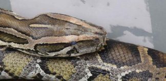 Australia, bambino di 5 anni salvato dalla morsa di un pitone