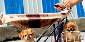 Papa: “Grave inverno demografico: cani nel passeggino al posto dei figli”