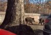 Roma, cinghiali a passeggio su Lungotevere – Video