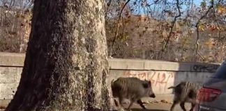 Roma, cinghiali a passeggio su Lungotevere – Video
