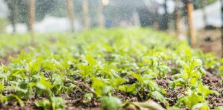 Riciclo organico, verso 3 mln ton di compost che torna alla terra