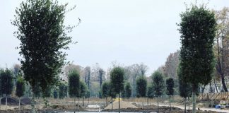 Prende forma il nuovo Parco del Te: ecco le piantumazioni