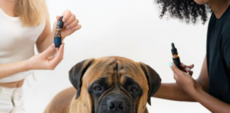 Il miglior Olio di CBD (canapa) per animali ad uso veterinario è quello di Crystalweed