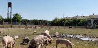 Peste suina, tre nuovi casi nell’alessandrino
