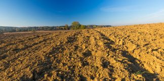 World Soil Day, i servizi fondamentali di un suolo sano