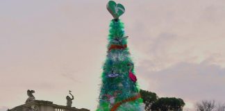 Natale, al Bioparco di Roma un albero eco-sostenibile. Palanza: “Vogliamo sensibilizzare tutti”