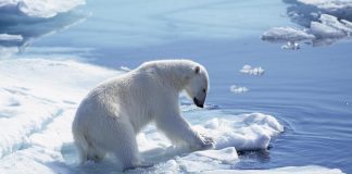 Alaska, una donna e un bambino uccisi da un orso polare