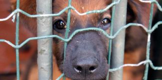 Animali, controlli dei Nas in canili e gattili: sequestrate 26 strutture