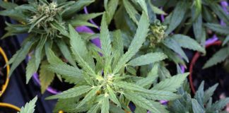 Cannabis, botta e risposta Salvini-Schlein