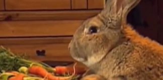 Come tenere i conigli all’aperto in sicurezza