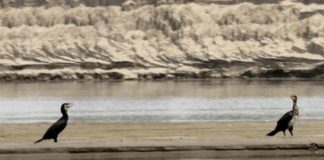 Api sconvolte, cormorani famelici e radicchi scoloriti: gli effetti del caldo anomalo