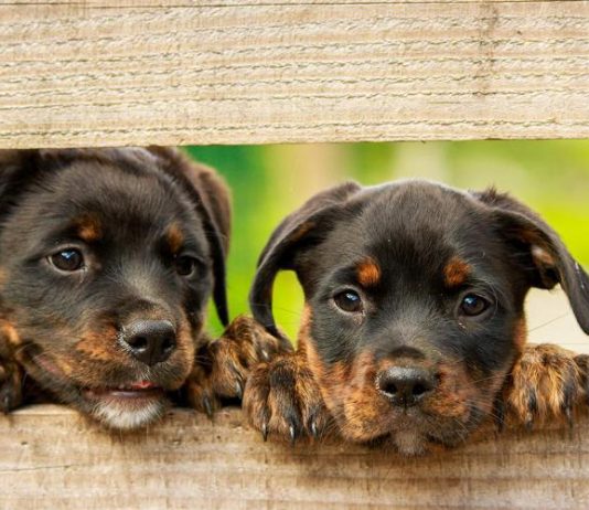 Come eliminare le pulci nel cane