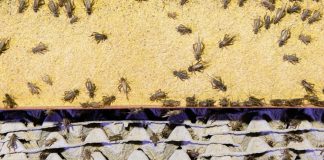 Ok all’uso alimentare della polvere di grillo domestico in Ue