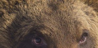 Abruzzo, è morto l’orso Juan Carrito: investito da un’auto