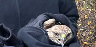 Bosco Fontana, sabato sarà rilasciato un esemplare di poiana