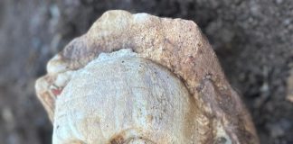 Roma, lavori in Parco Appia Antica: affiora statua di Ercole