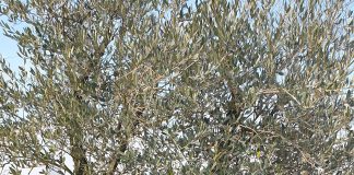 Curtatone, ricorda la morte a Dachau del commissario Palatucci, che salvò dalla deportazione 5mila ebrei