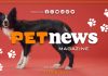 Nasce il Tg Pet dell’Italpress, nuovo magazine tv dedicato agli animali