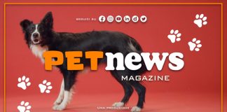 Nasce il Tg Pet dell’Italpress, nuovo magazine tv dedicato agli animali