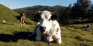 In Cina clonate 3 ‘super mucche’ altamente produttive