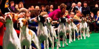 Da venerdì a domenica alla Millenaria di Gonzaga, l’esposizione canina