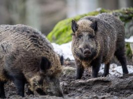 Martedì a Milano blitz di Coldiretti contro l’invasione dei cinghiali