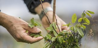 Leonardo, nasce un’area verde nel sito di Foggia