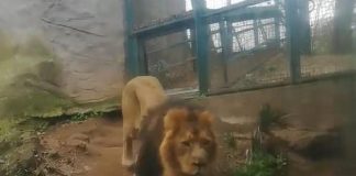 Roma, presidente Bioparco: “Leone che piange? Sta benissimo” – Video
