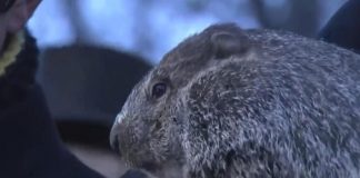 Giorno della marmotta, Phil ‘predice’ altre 6 settimane di inverno – Video