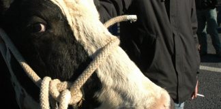 Cina, clonate tre ‘super mucche’