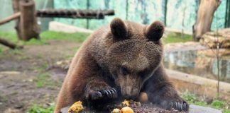 Anche al Bioparco di Roma freddo intenso, si intensificano le cure per gli animali