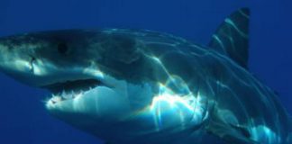 Attacco di squalo in Nuova Caledonia, morto turista australiano