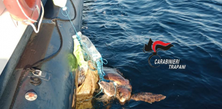Carabinieri Favignana salvano una tartaruga Caretta
