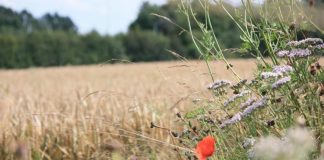 Valori agricoli medi, i prezzi della terra in aumento nel mantovano: +4,6%. Ma crolla la sinistra Secchia: -13%
