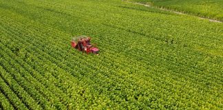 Philip Morris, investimento da 500 mln per la filiera del tabacco