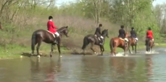 Cade da cavallo mentre partecipa alla caccia alla volpe simulata