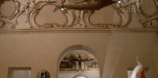 Riapre la Wunderkammer di Palazzo Ducale
