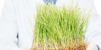 Agricoltura, filiera a Ue: “Le Tea non sono Ogm, serve una legislazione ad hoc”