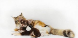 Cani e gatti a confronto