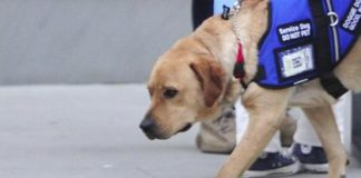 Bologna, ragazza cieca sfrattata per cane-guida riceve offerte casa