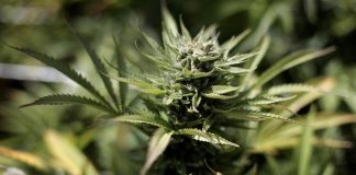 Cannabis, 22,3% studenti scuole superiori l’ha fumata, studio su generazione Z