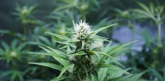 Cannabis e cuore, l’allarme: con uso quotidiano +34% rischio coronarie